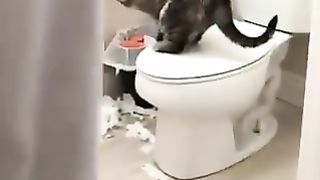 Another messy cat.