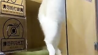 Cat appealing to buy and buy and buy