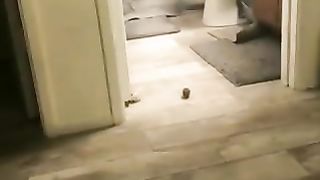 Cats coming up with new games