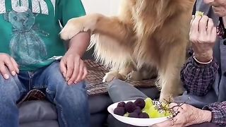 smart dog 2