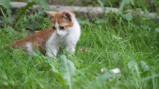 cat light music
