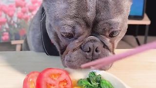 dog eat