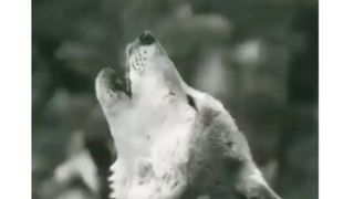 A howl