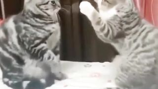 Kucing Lucu Bertengkar