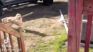 funny moments from dogs