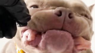DOG EATING