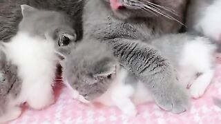 Funny cat 195
