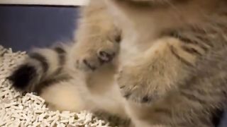 Cute cat 63