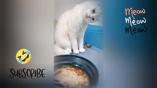 Funny meow #cat #funnyanimals