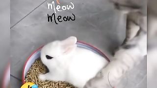 Funny cat & rabbit #funny #funnyanimals