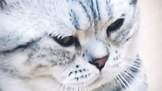 Cute cat gemoyy #cat #funnycat