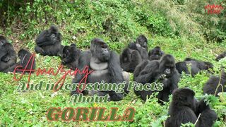Amazing And Interesting Facts About GORILLA