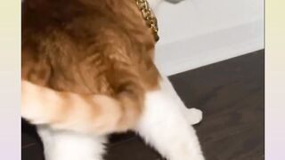 cute cat packs