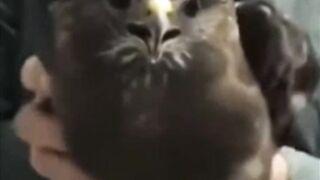 How Birds Stabilize Their Heads