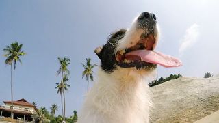 dog on the beach clip