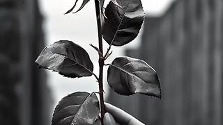 New song 33