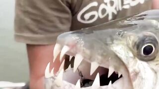 Goliath Tigerfish | The Scariest River Monster