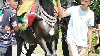 Kuda menari khas mandar/saiyyang pattudu