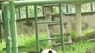 Funny Panda 2