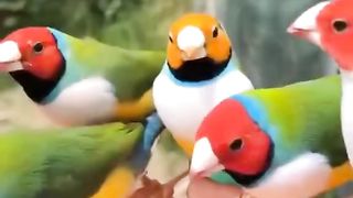 Bird's lover♥️ 123