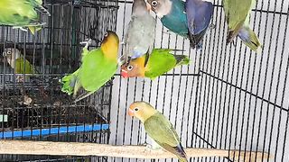 Bird's lover♥️ 125