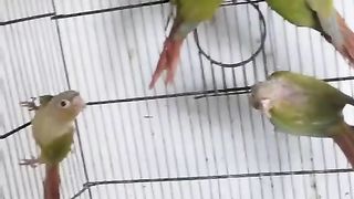 Bird's lover♥️ 126