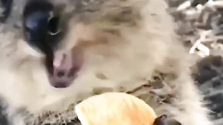 Quokka | The Happiest Animals In The World
