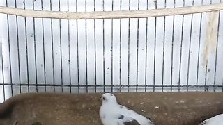 Bird's lover♥️ 127