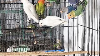 Bird's lover♥️ 124