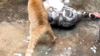 cat fight