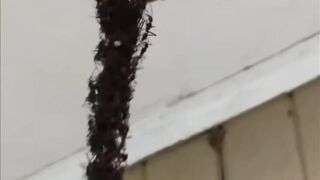 Army Ants Eat Everything In Their Paths