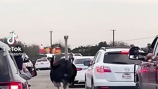 Funny animation ostrich 2