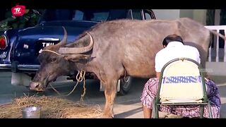 Brahmanandam And kota Srinivasa Rao Hilarious Comedy Scene | Post Free |ololist