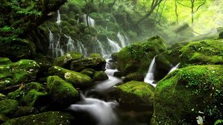 Nature 105