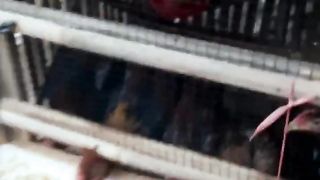 Treating sick native chickens