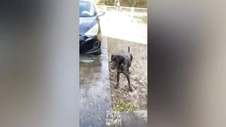The funniest Dogs Videos