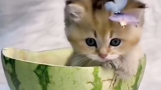 Kitten so cute