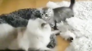 Приколи 252