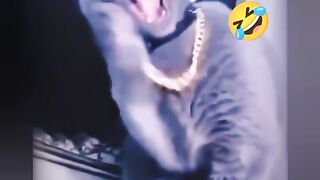 Funny cat oh my god ????