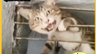 Zakhmi cat ko bachate hue