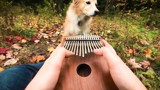 Can't_Help_Falling_In_Love_on_a_Kalimba