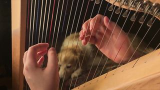 Johnny_Cash_-_Hurt_on_a_Harp_(NIN)(720p).