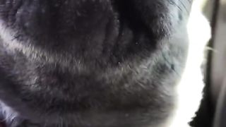 Funny Dog Videos ???? YOU LAUGH YOU LOSE! ???? (2023) 2