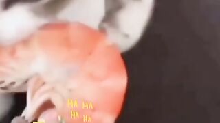 Funny pets #7