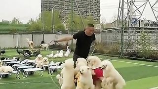 Wandarfull videos_ dogs Playing Injoy dogs