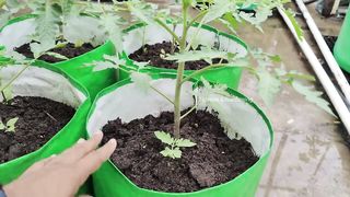 The right way to apply which fertilizer in tomato, when and how in Hindi/Urdu