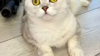 The cat is feeling restless