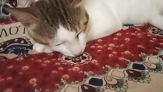 Cat Sleeping Video
