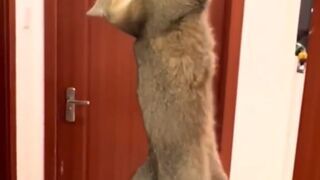 This is a cute cat jock
