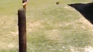 Animals funny videos#funny videos, entertainment clips, funny moments